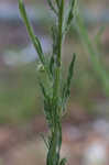 Asthmaweed